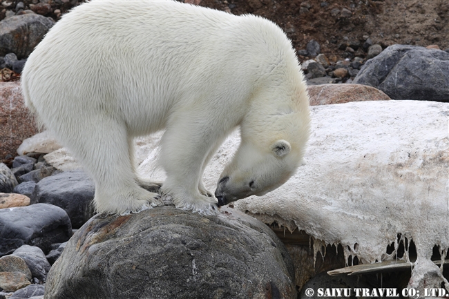 ホッキョクグマ Polar Bear クジラの死肉　スピッツベルゲン (8)