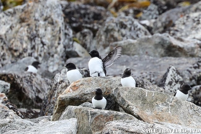 ヒメウミスズメ　Little Auk スピッツベルゲン　Spitsbergen スヴァールバル (4)