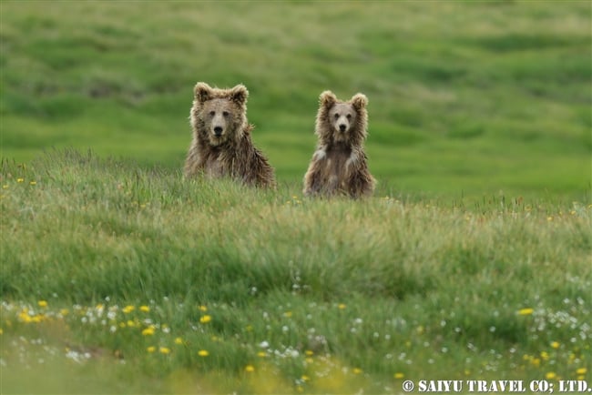 ヒマラヤヒグマ Himalayan Brown Bear デオサイ高原 Deosai National Park (7)