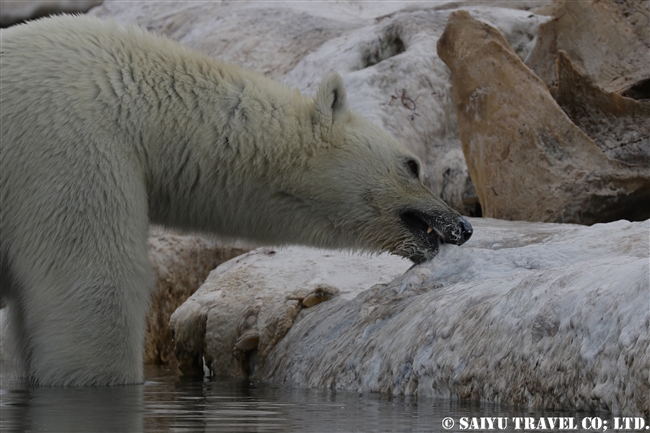 ホッキョクグマ Polar Bear クジラの死肉　スピッツベルゲン (10)