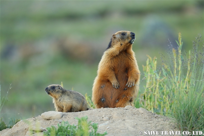 オナガマーモット デオサイ高原　Golden Marmot Long-tailed Marmot Deosai PlateauJPG (4)