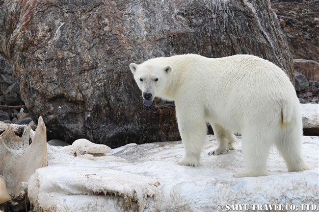 ホッキョクグマ Polar Bear クジラの死肉　スピッツベルゲン (6)