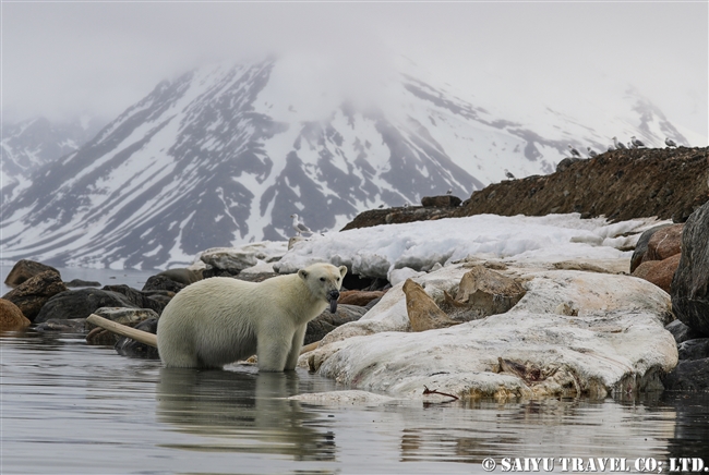 ホッキョクグマ Polar Bear クジラの死肉　スピッツベルゲン (11)