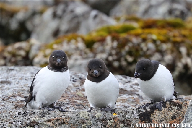 ヒメウミスズメ　Little Auk スピッツベルゲン　Spitsbergen スヴァールバル (14)