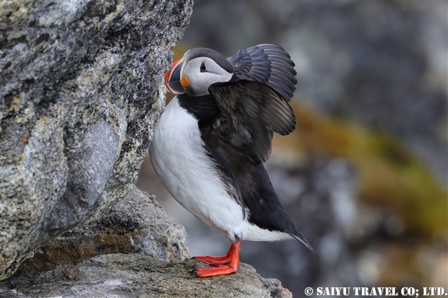 ニシツノメドリ Atlantic Puffin スピッツベルゲン　Spitsbergen (8)