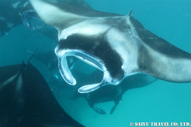 ハニファル湾でマンタと泳ぐ　モルジブ　バア環礁 Manta Ray - Hanifaru Bay (5)