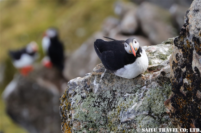 ニシツノメドリ Atlantic Puffin スピッツベルゲン　Spitsbergen (4)