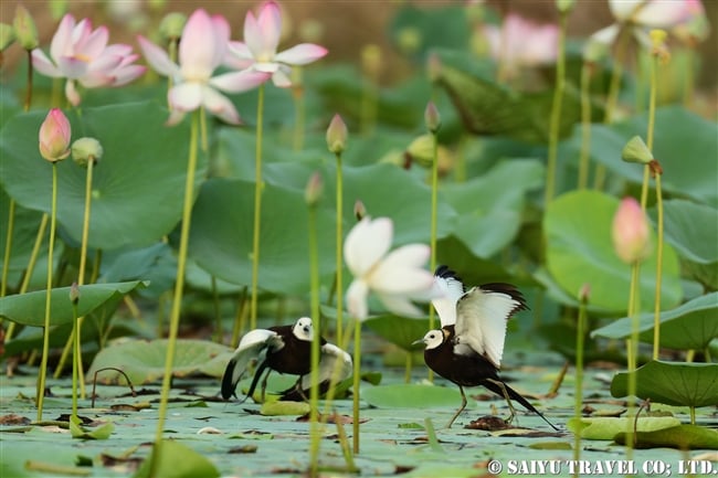 レンカク Pheasant-tailed Jacana パキスタン　Head Baloki (11)