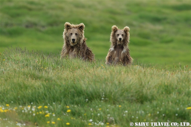 ヒマラヤヒグマ Himalayan Brown Bear デオサイ高原 Deosai National Park (6)