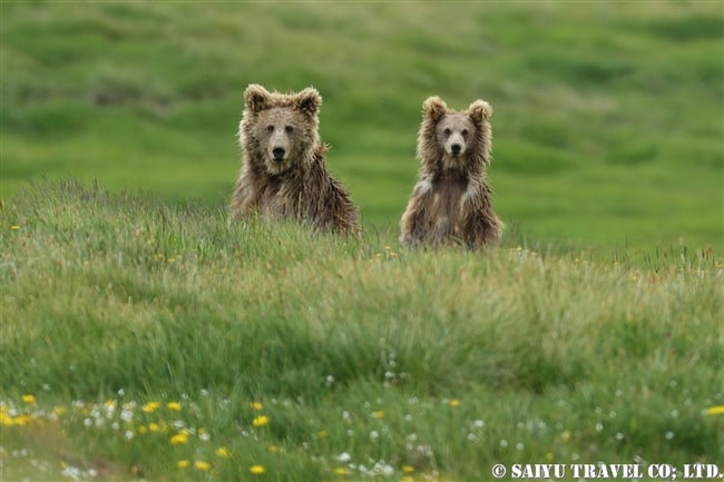 ヒマラヤヒグマ Himalayan Brown Bear デオサイ高原 Deosai National Park (6)