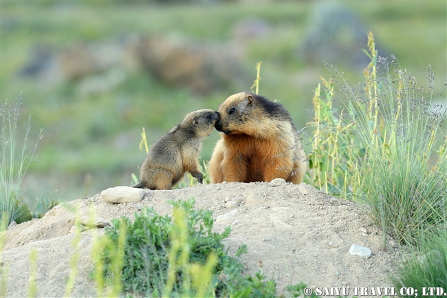 オナガマーモット デオサイ高原　Golden Marmot Long-tailed Marmot Deosai PlateauJPG (7)