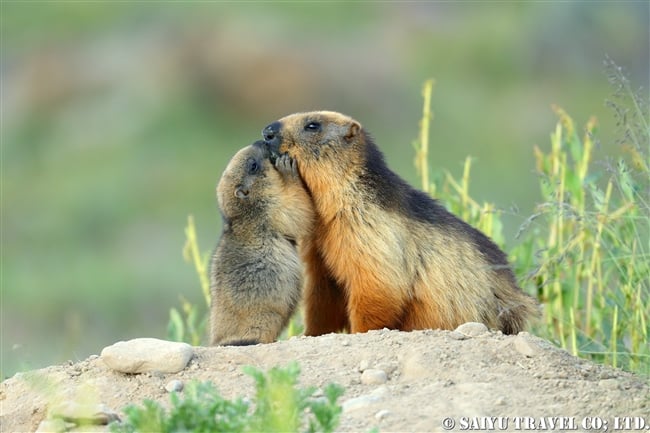 オナガマーモット デオサイ高原　Golden Marmot Long-tailed Marmot Deosai PlateauJPG (9)