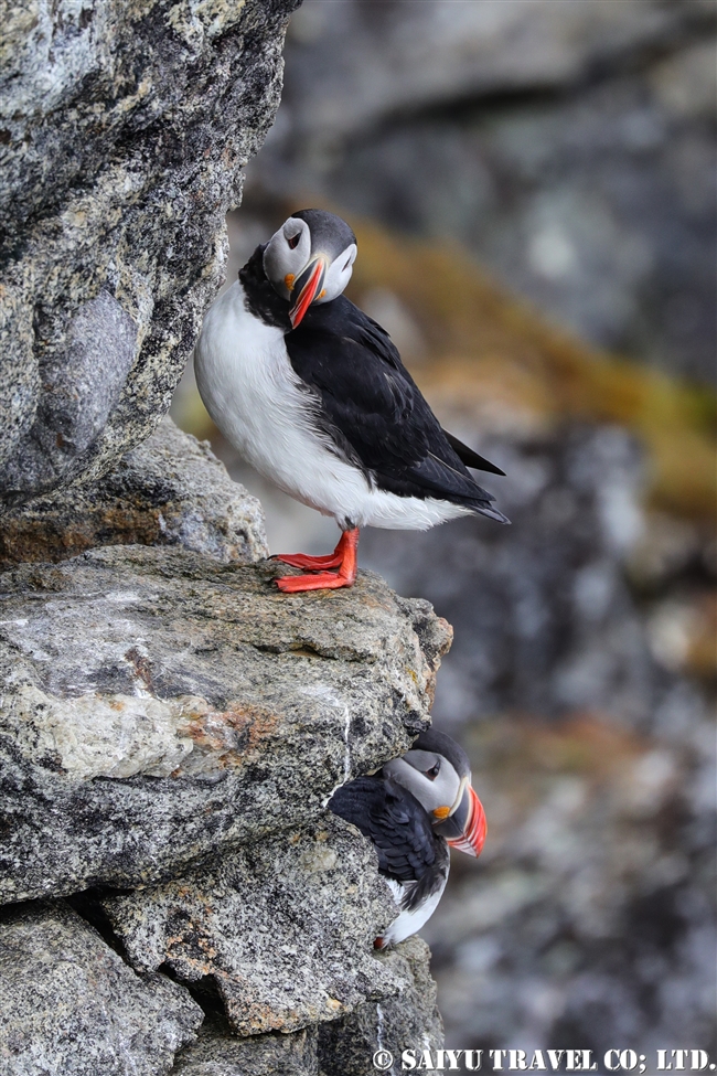 ニシツノメドリ Atlantic Puffin スピッツベルゲン　Spitsbergen (3)