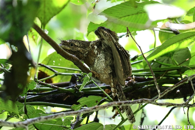 セイロンガマグチヨタカ　Sri Lanka Frogmouth シンハラジャ sinharaja (11)