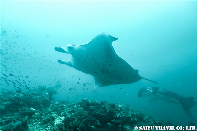 モルジブ　ハニファル湾　マンタ　Hanifaru Bay Manta Ray (2)