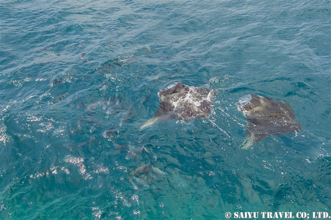 モルジブ　ハニファル湾　マンタ　Hanifaru Bay Manta Ray (12)