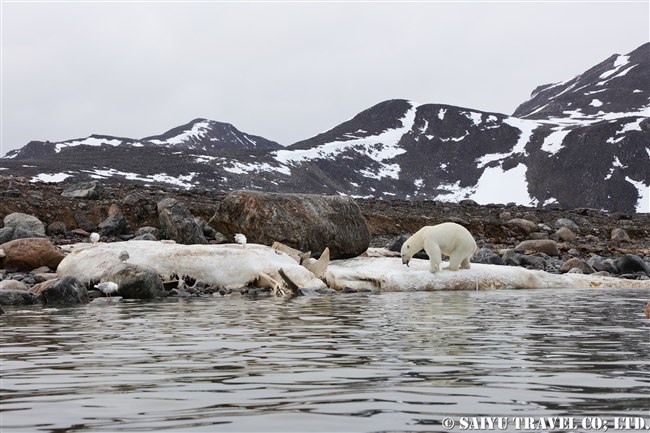 ホッキョクグマ Polar Bear クジラの死肉　スピッツベルゲン (2)