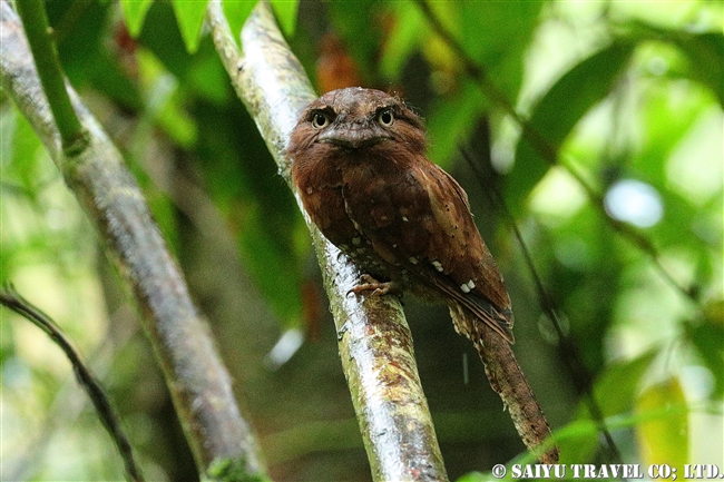 セイロンガマグチヨタカ　Sri Lanka Frogmouth シンハラジャ sinharaja (5)