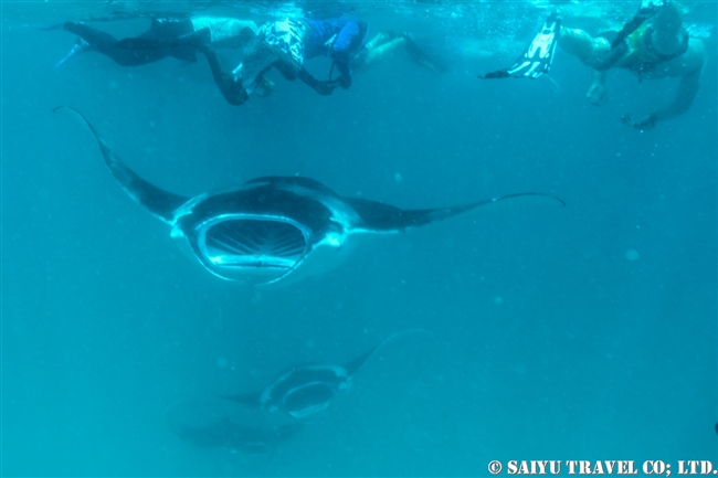 ハニファル湾でマンタと泳ぐ　Hanifaru Bay Manta Ray (1)