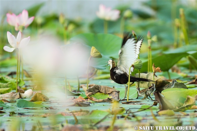 レンカク Pheasant-tailed Jacana パキスタン　Head Baloki (8)