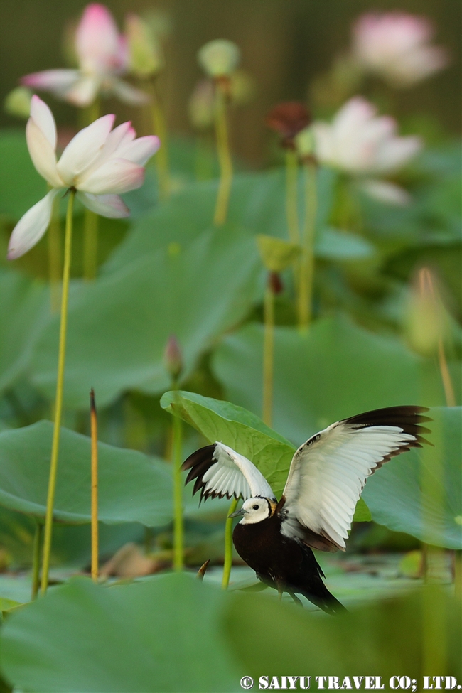 レンカク Pheasant-tailed Jacana パキスタン　Head Baloki (12)