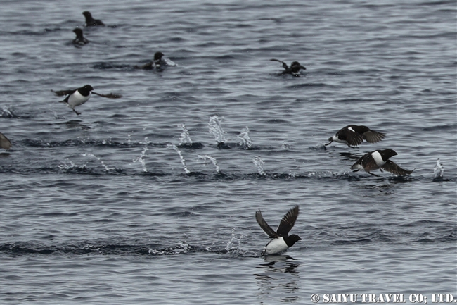 ヒメウミスズメ　Little Auk スピッツベルゲン　Spitsbergen スヴァールバル (1)