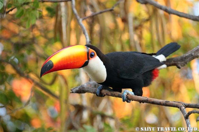 オニオオハシ Toco Toucan　パンタナール (5)