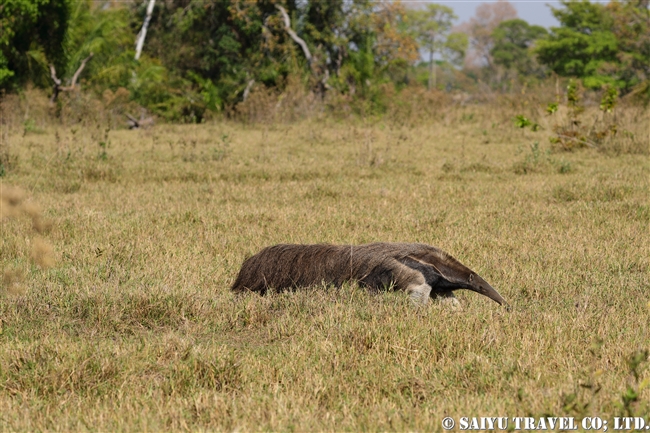 Giant Anteater オオアリクイ (10)