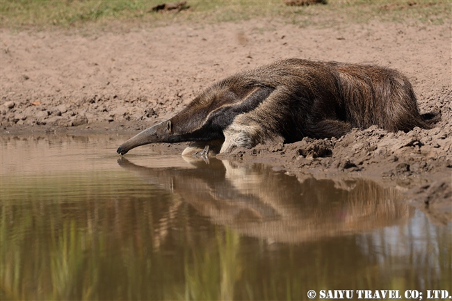 オオアリクイ Giant Anteater (10)