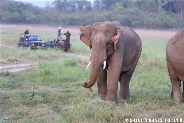 %e3%82%a2%e3%82%b8%e3%82%a2%e3%82%be%e3%82%a6-asian-elephant-%e3%82%b8%e3%83%a0%e3%83%bb%e3%82%b3%e3%83%ab%e3%83%99%e3%83%83%e3%83%88%e5%9b%bd%e7%ab%8b%e5%85%ac%e5%9c%92%e3%80%80jim-corbett-national-p