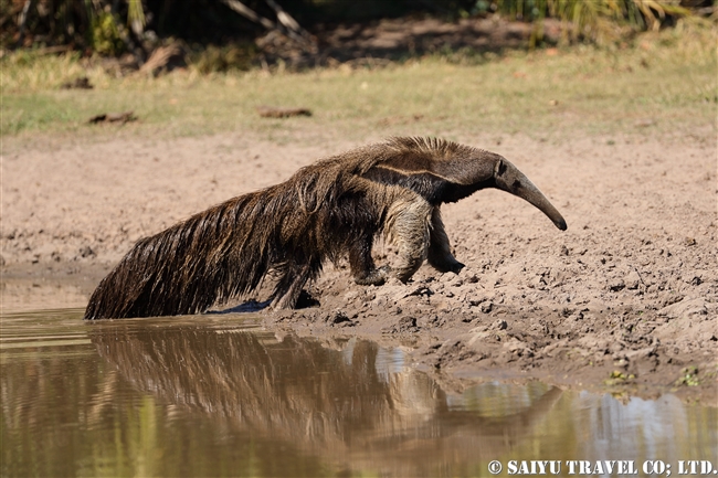 オオアリクイ Giant Anteater (9)