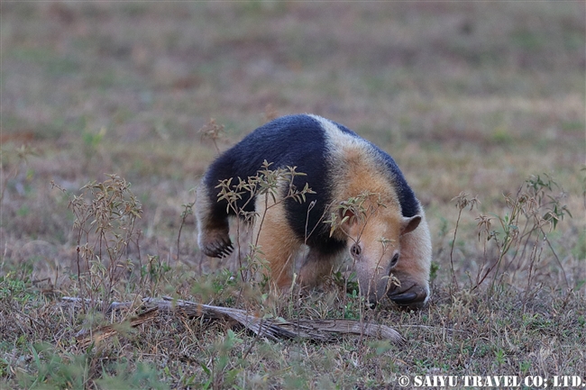 コアリクイ Southern Tamadua パンタナール (7)