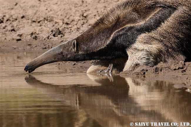 オオアリクイ Giant Anteater (3)