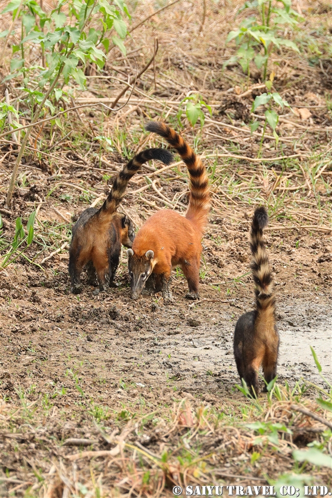 トランスパンタナール　アカハナグマ South American Coati パンタナールの動物 (7)