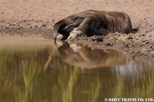 オオアリクイ Giant Anteater (2)