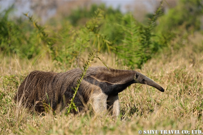 Giant Anteater オオアリクイ (4)