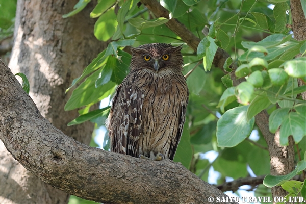 brown-fish-owl-%e3%83%9f%e3%83%8a%e3%83%9f%e3%82%b7%e3%83%9e%e3%83%95%e3%82%af%e3%83%ad%e3%82%a6%e3%80%80%e3%82%b8%e3%83%a0%e3%83%bb%e3%82%b3%e3%83%ab%e3%83%99%e3%83%83%e3%83%88%e5%9b%bd%e7%ab%8b