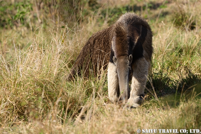 Giant Anteater オオアリクイ (8)