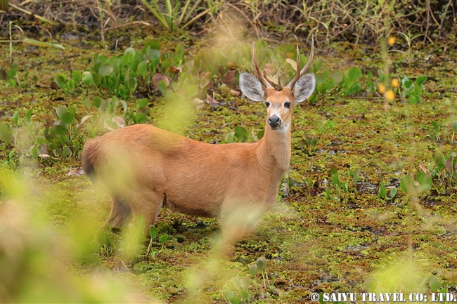 トランスパンタナール　アメリカヌマジカ　パンタナールの動物 (5)