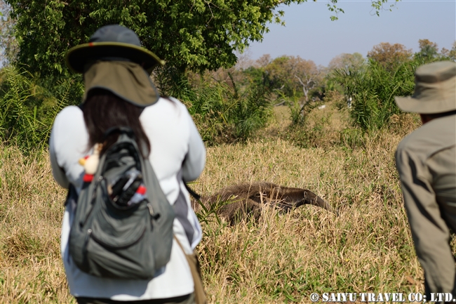 Giant Anteater オオアリクイ (2)