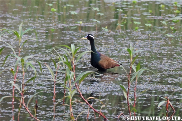 %e3%83%90%e3%83%b3%e3%80%80common-moorhen%e3%80%80%e3%83%90%e3%83%ab%e3%83%87%e3%82%a3%e3%82%a2%e5%9b%bd%e7%ab%8b%e5%85%ac%e5%9c%92%e3%80%80bardia-national-park-%e3%83%8d%e3%83%91%e3%83%bc%e3%83%ab-1