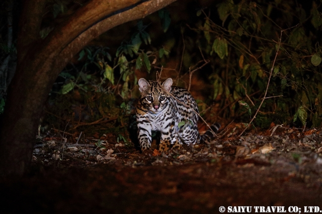 オセロット Ocelot パンタナール (1)