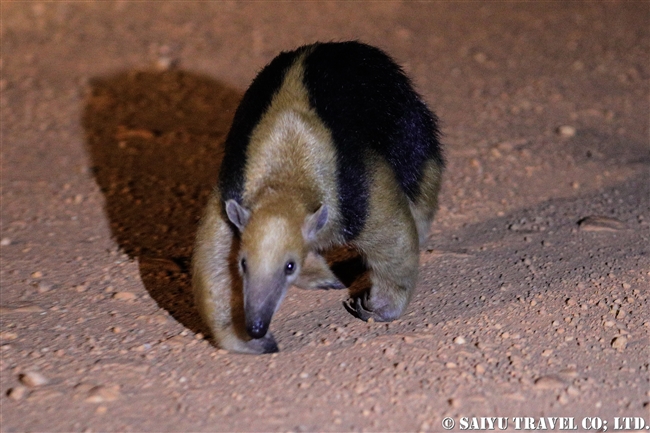 コアリクイ Southern Tamadua パンタナール (3)