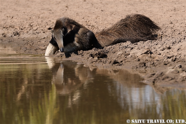 オオアリクイ Giant Anteater (4)