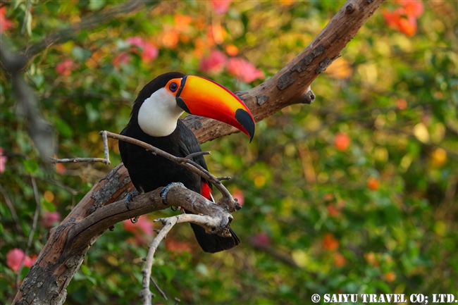 オニオオハシ Toco Toucan　パンタナール (6)