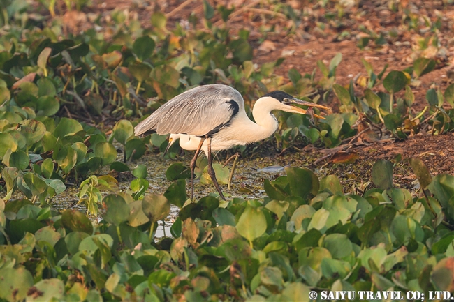 トランスパンタナール　Cocoi Heron エリジロサギ　パンタナールの動物 (8)