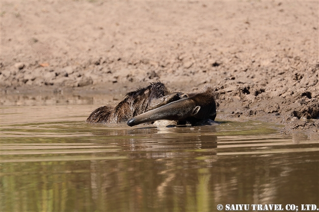 オオアリクイ Giant Anteater (7)