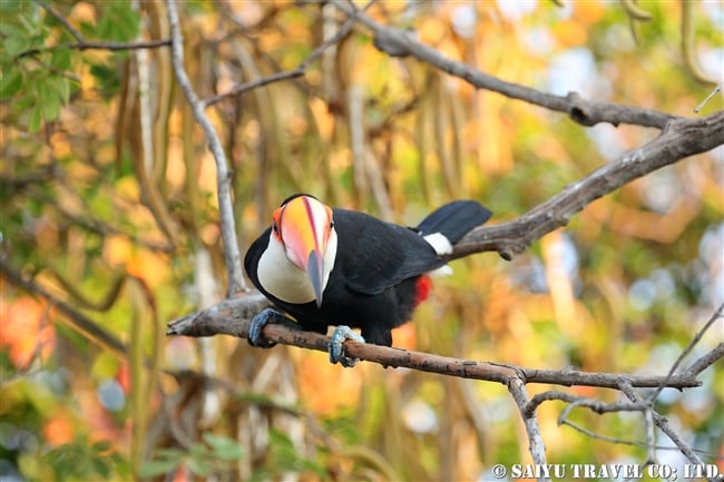 オニオオハシ Toco Toucan　パンタナール (4)