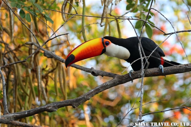 オニオオハシ Toco Toucan　パンタナール (1)