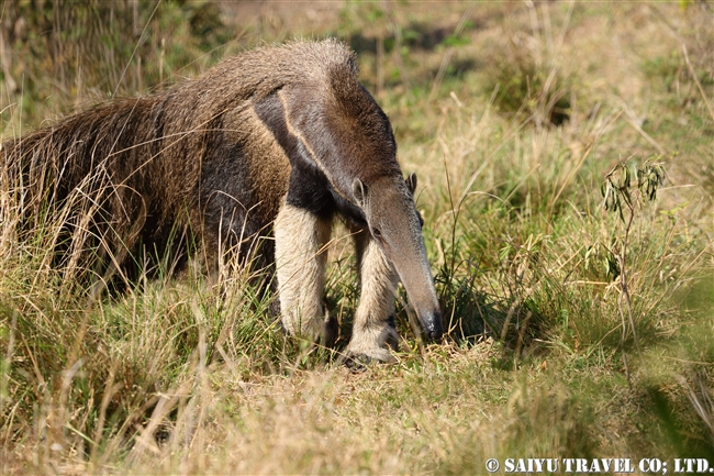 Giant Anteater オオアリクイ (7)